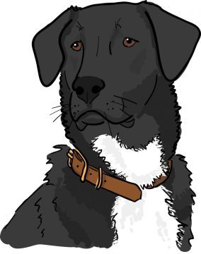 pet portrait illustration, the fuselight creative