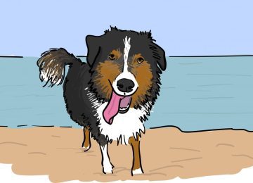 illustrated pet portrait, dog on beach drawing, Australian shepherd, dog sketch, the fuselight creative