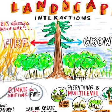 graphic recording, wildfire graphic recording, landscape of fire, graphic facilitation forestry, forest sustainability, visual scribe