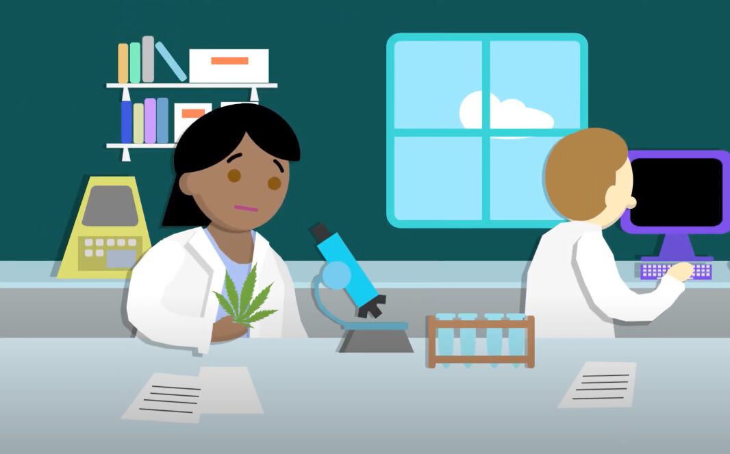 Medicinal Cannabis Explainer Video