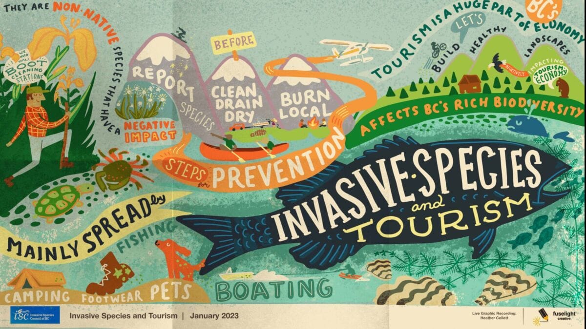 graphic recording depicting the impacts of invasive species in BC, including impacts on tourism, ecosystems, and how invasive species spread